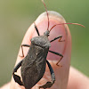 Leaf-footed bug