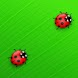 Red Ladybugs On Big Leaf