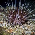 Double-spined Urchin, Banded Sea Urchin