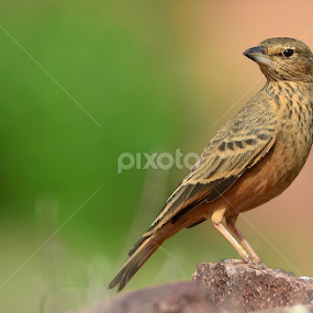 Rufous-tailed Lark .. by Kulesh Boruah - Animals Birds
