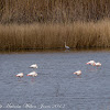 Greater Flamingo; Flamenco