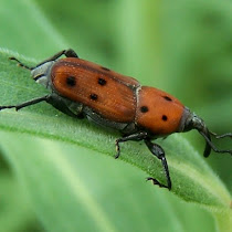 Beetles!