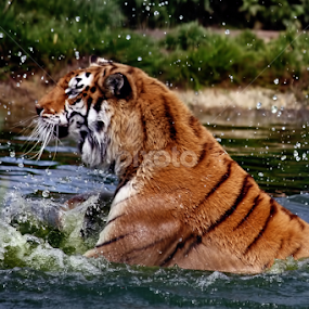 Splash! by Zoe Walker Designs - Animals Lions, Tigers & Big Cats