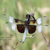 Widow Skimmer Dragonfly