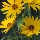 Maximilian Sunflower