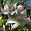 Apple tree, blossom (Apfelbaum, Blüte)
