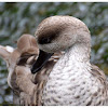 The Marbled Duck, or Marbled Teal