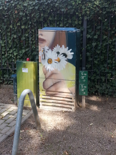 Schwerin: Gänseblümchen 