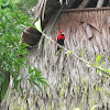 masked crimson tanager