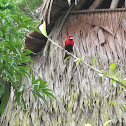 masked crimson tanager