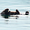 Sea Otter (mom with baby)