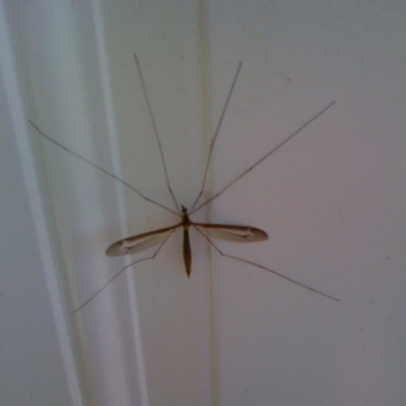 Mosquito hawk Project Noah