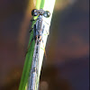 Blue Damselfly?