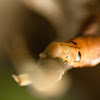 oleander hawk moth caterpillar