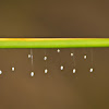 lacewings eggs