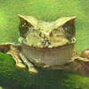 Horned Marsupial Frog