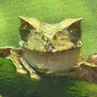 Horned Marsupial Frog