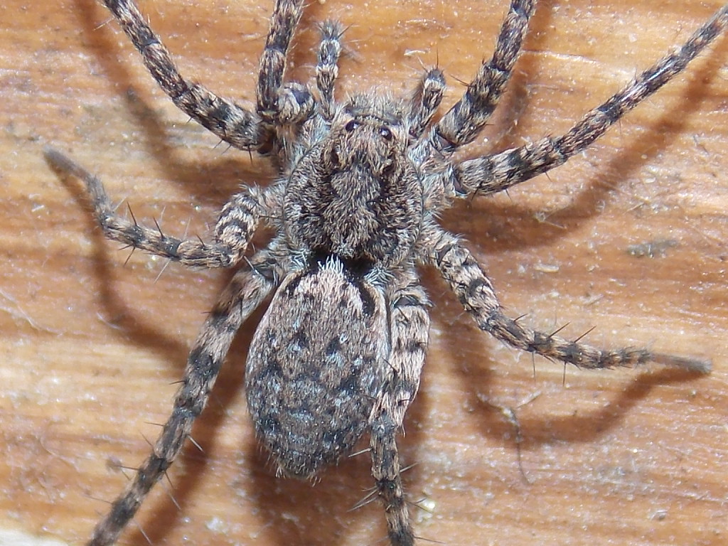 Thinlegged Wolf Spider - ♀