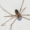 Tailed Cellar Spider (female with eggs)