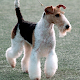 Fox Terrier Wallpapers APK