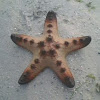 Giant sea star