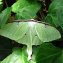 Luna Moth (Female)