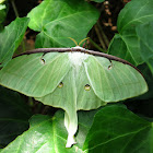 Luna Moth (Female)
