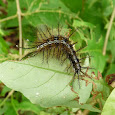 caterpillars and myriapods