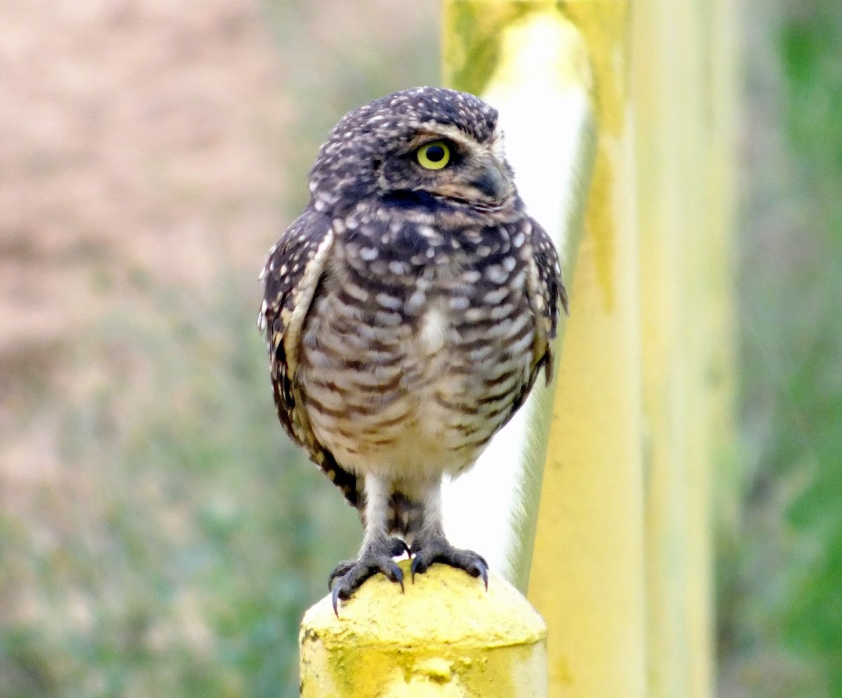 Burrowing Owl, Coruja-buraqueira(Brazil)
