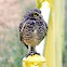 Burrowing Owl, Coruja-buraqueira(Brazil)