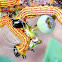 Drexel's Datana Moth Caterpillars