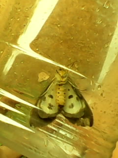 Owlet Moths