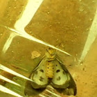 Owlet Moths