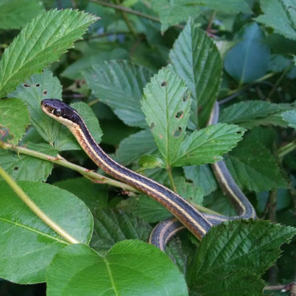 Ribbon snake | Project Noah