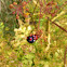Harlequin ladybird or Veelkleurig Aziatisch lieveheersbeestje