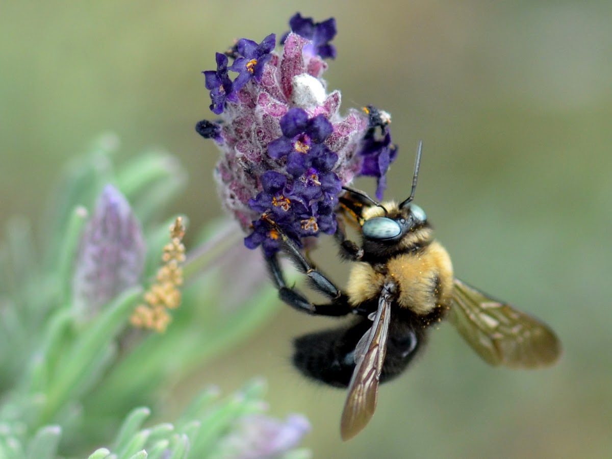 Carpenter Bee