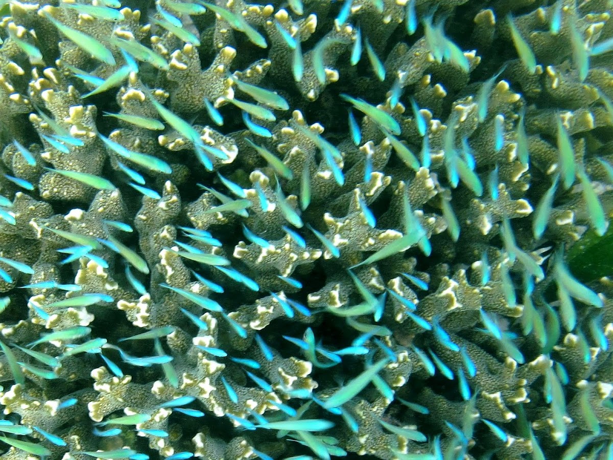 Blue-green chromis (shoal)
