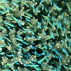 Blue-green chromis (shoal)
