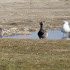 Brant Geese