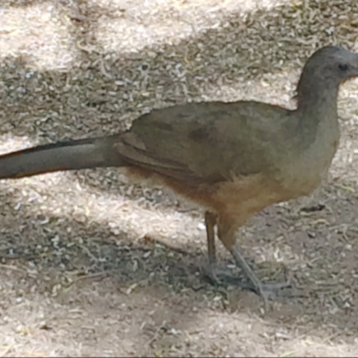 Plain Chachalaca