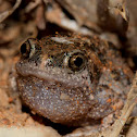 Littlejohn's Toadlet