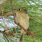 Ruby-crowned Kinglet