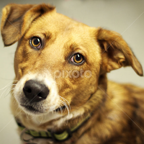 Ninja the Shelter Dog by Tonya Sheetz - Animals - Dogs Portraits