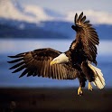 3D Eagle logo
