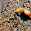 Hammerhead Flatworm (land planarian)