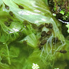 Green and golden bell frog tadpoles