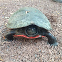 Northern Red Bellied Turtle