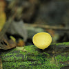Yellow cup fungi