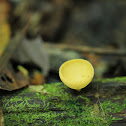 Yellow cup fungi