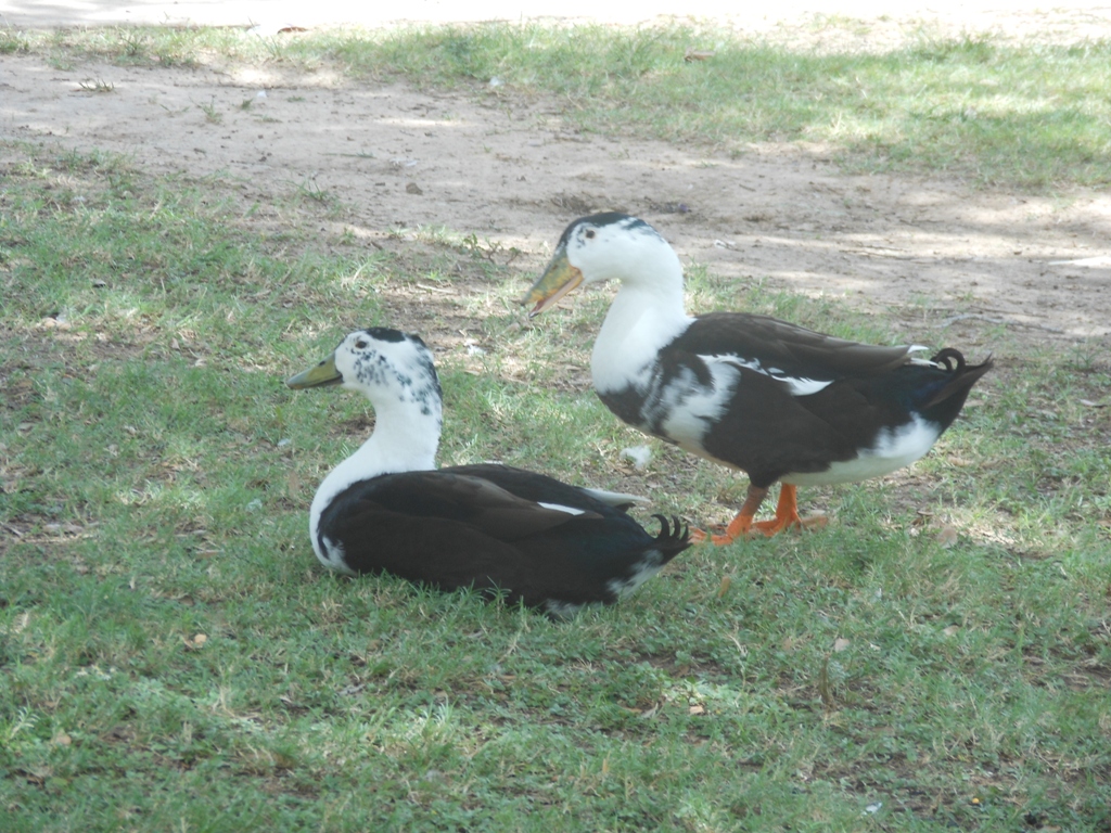 Ancona duck
